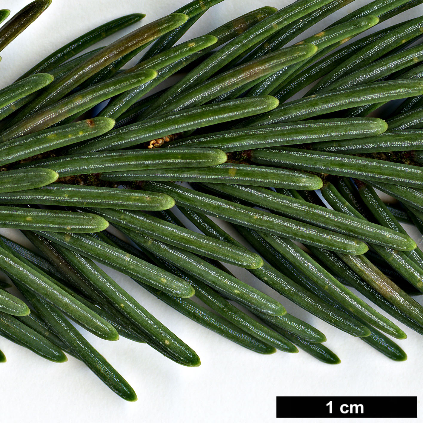 High resolution image: Family: Pinaceae - Genus: Picea - Taxon: likiangensis - SpeciesSub: var. rubescens